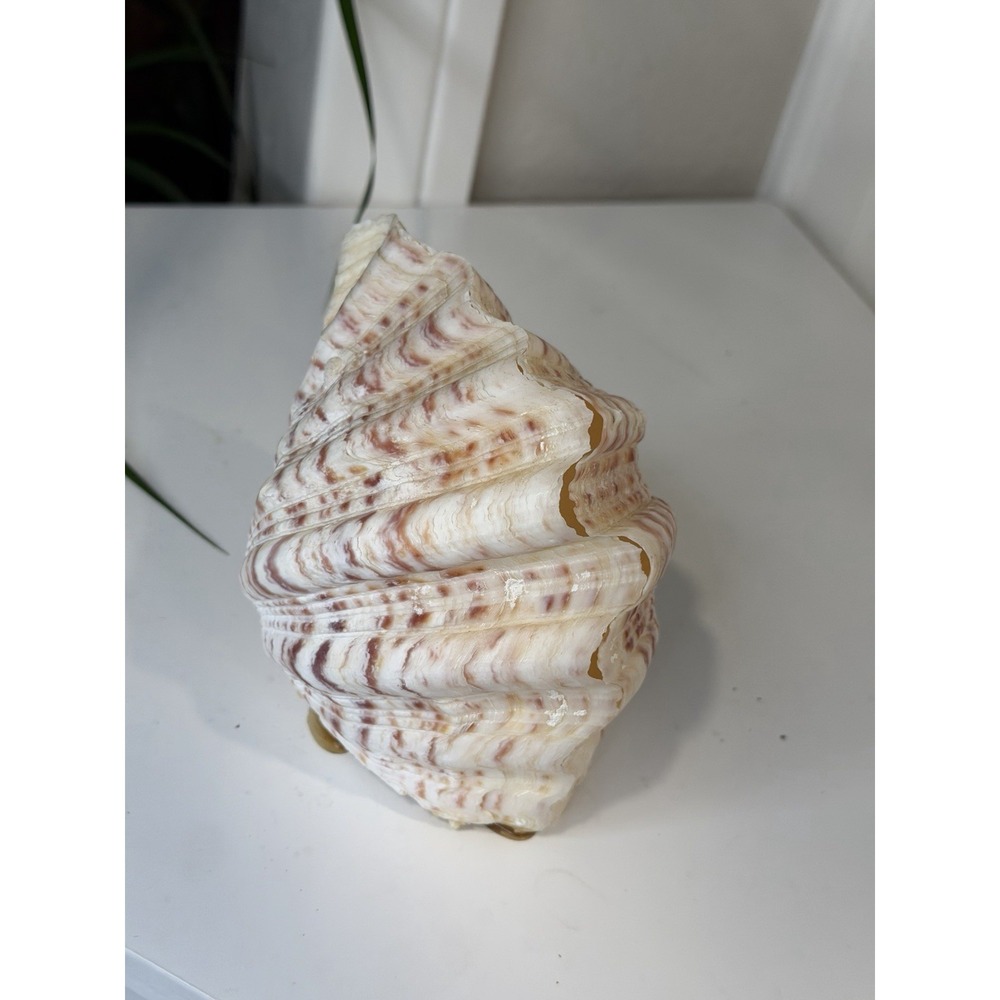 Natural Fluted Clam Shell Pair Tridacna Squamosa Nautical Beach Accent 4.5x3"